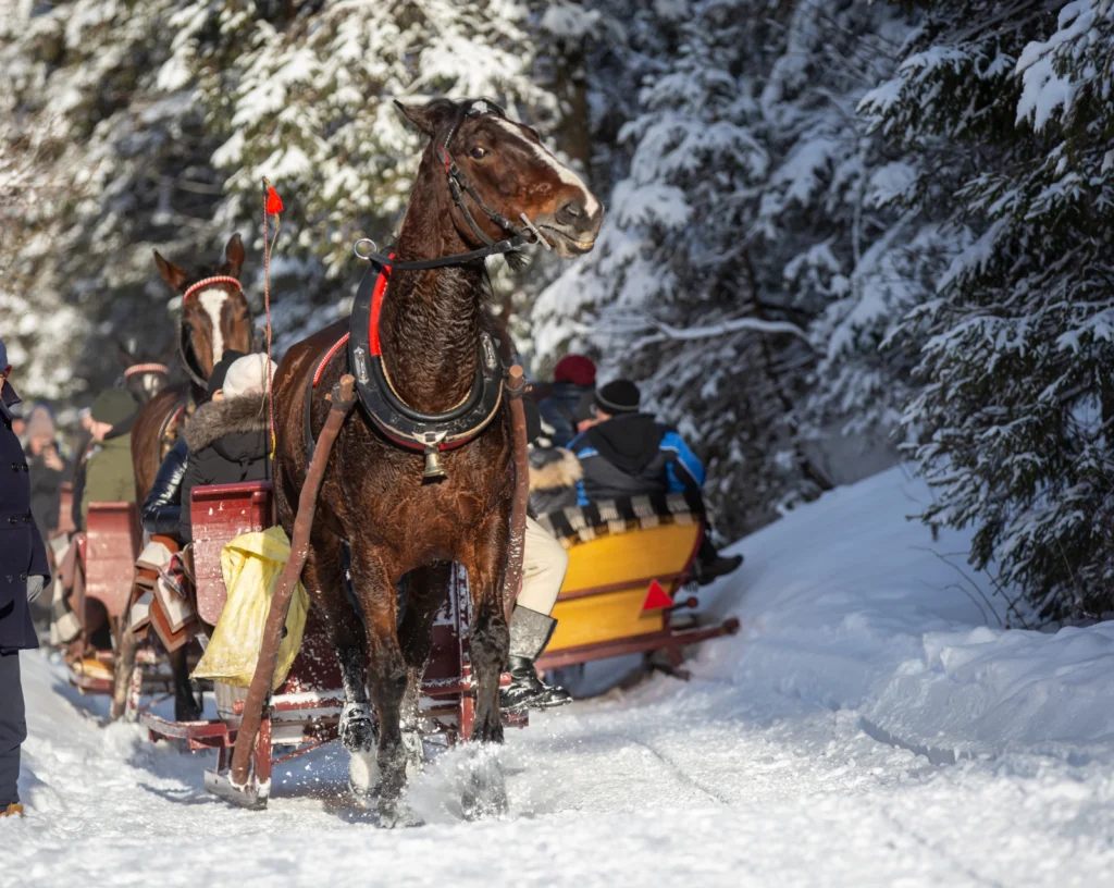 Kulig Horse Sleigh Ride & Barbecue