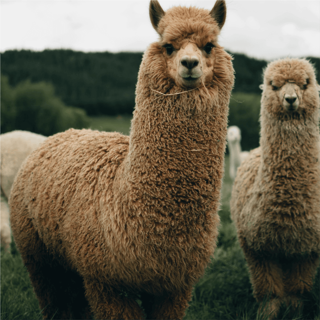 Visit the Mini Zoo (and Feed ALPACAS!)